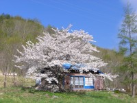 12.05.07石割桜満開１.JPG