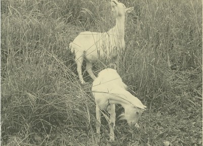 日本で一般的に見られる山羊