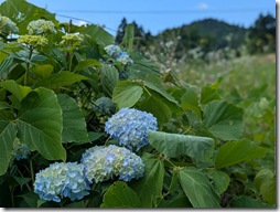 R080619ichiあじさい整備 (70)