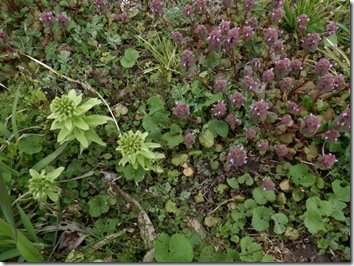 R080418ichi春季水路整備 (176)