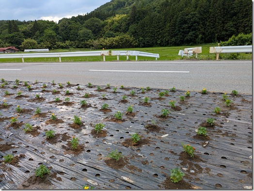 道路愛護活動　④