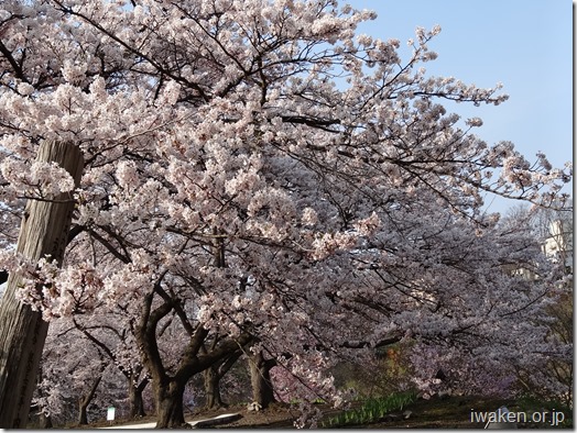 満開の桜