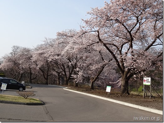 桜並木