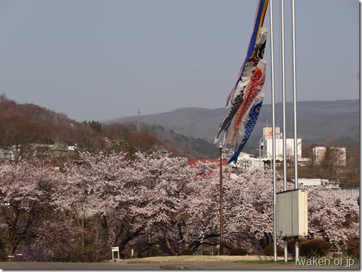 鯉のぼりと桜