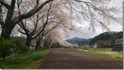 桜（大船渡市猪川町）