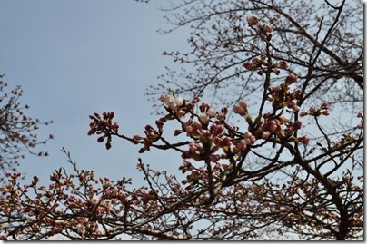 千厩支所の桜