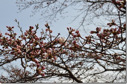 千厩支所の桜