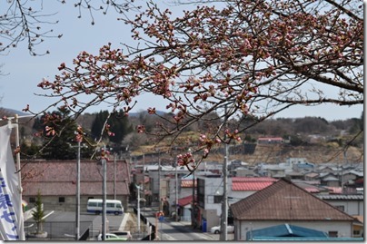千厩支所の桜