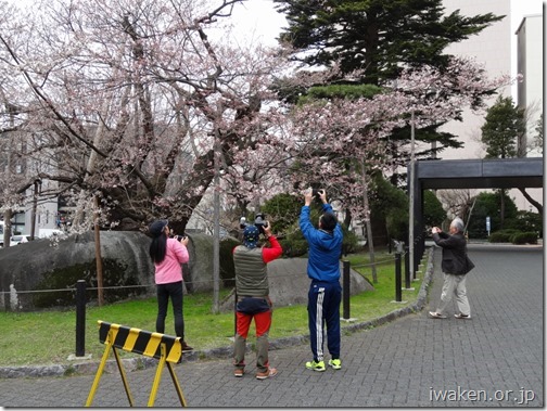 Ｈ29.4.17　石割桜が咲始まりました。0015