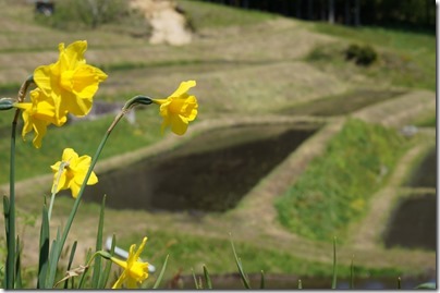 山吹棚田