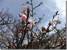 大船渡保育園　桜