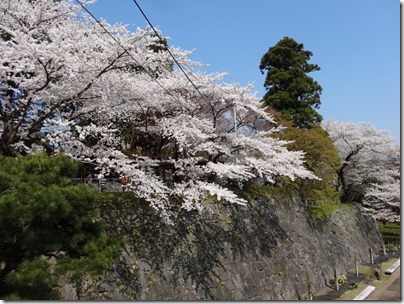 H26桜満開0004