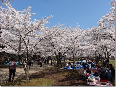 H26桜満開0006