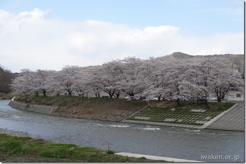 馬淵川沿いの桜