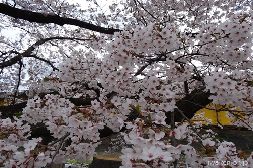 文化会館の桜