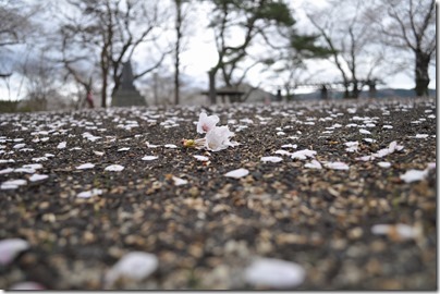 舘山公園　桜