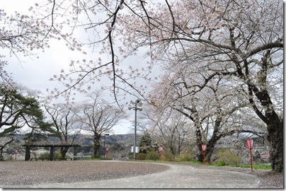 舘山公園　桜
