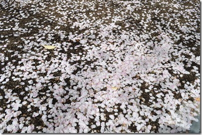 舘山公園　桜