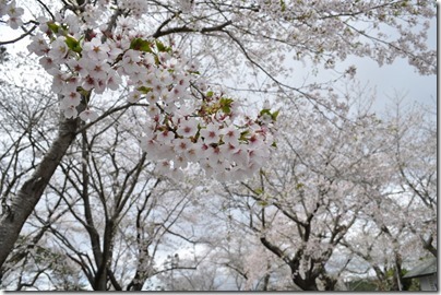 舘山公園　桜