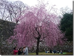 150419岩手公園②