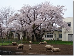 150419岩手大学構内③桜と羊