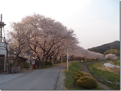 大船渡に桜が