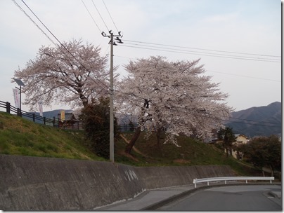 大船渡に桜が