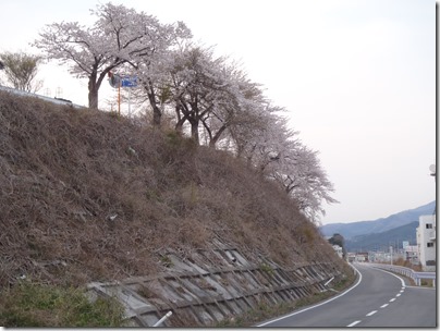 大船渡に桜が