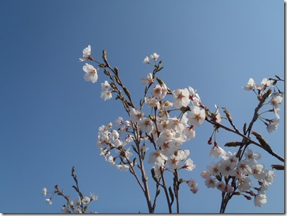 大船渡に桜が