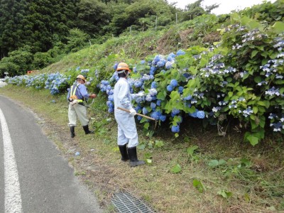23.7.22azisai2.jpg