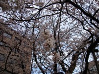 DSC100430石割桜アップ.JPG