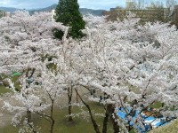 DSCF桜を上から.JPG