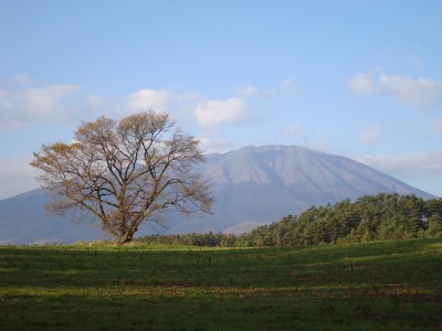 DSC秋の一本桜.JPG