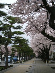 桜＆松並木.JPG