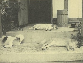 昼寝の時も、父親のウメ太郎はいばっていました。