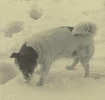 雪と遊ぶウメ太郎
