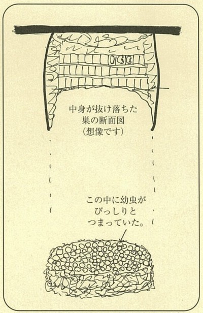 抜け落ちた巣の中身