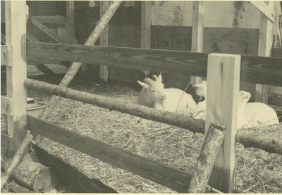 小屋の中で休んでいる山羊たち