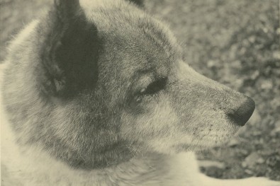 犬の目の縁についたダニ