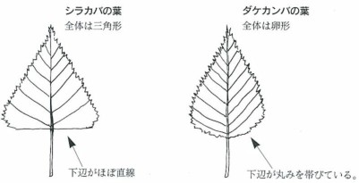 シラカバの葉　ダケカンバの葉