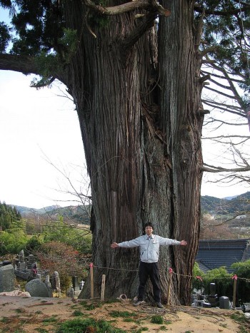 竜雲寺のスギ