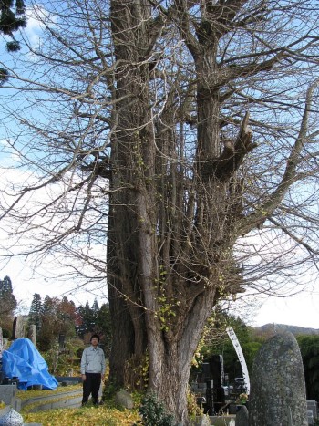 竜雲寺の銀杏