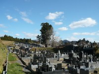 竜雲寺　杉　銀杏