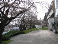 千厩支所の桜並木