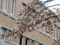 千厩支所の桜