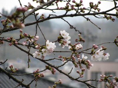 千厩支所の桜