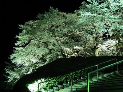 千厩支所　夜桜