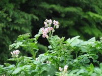 じゃがいもの花