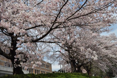 千厩支所　桜